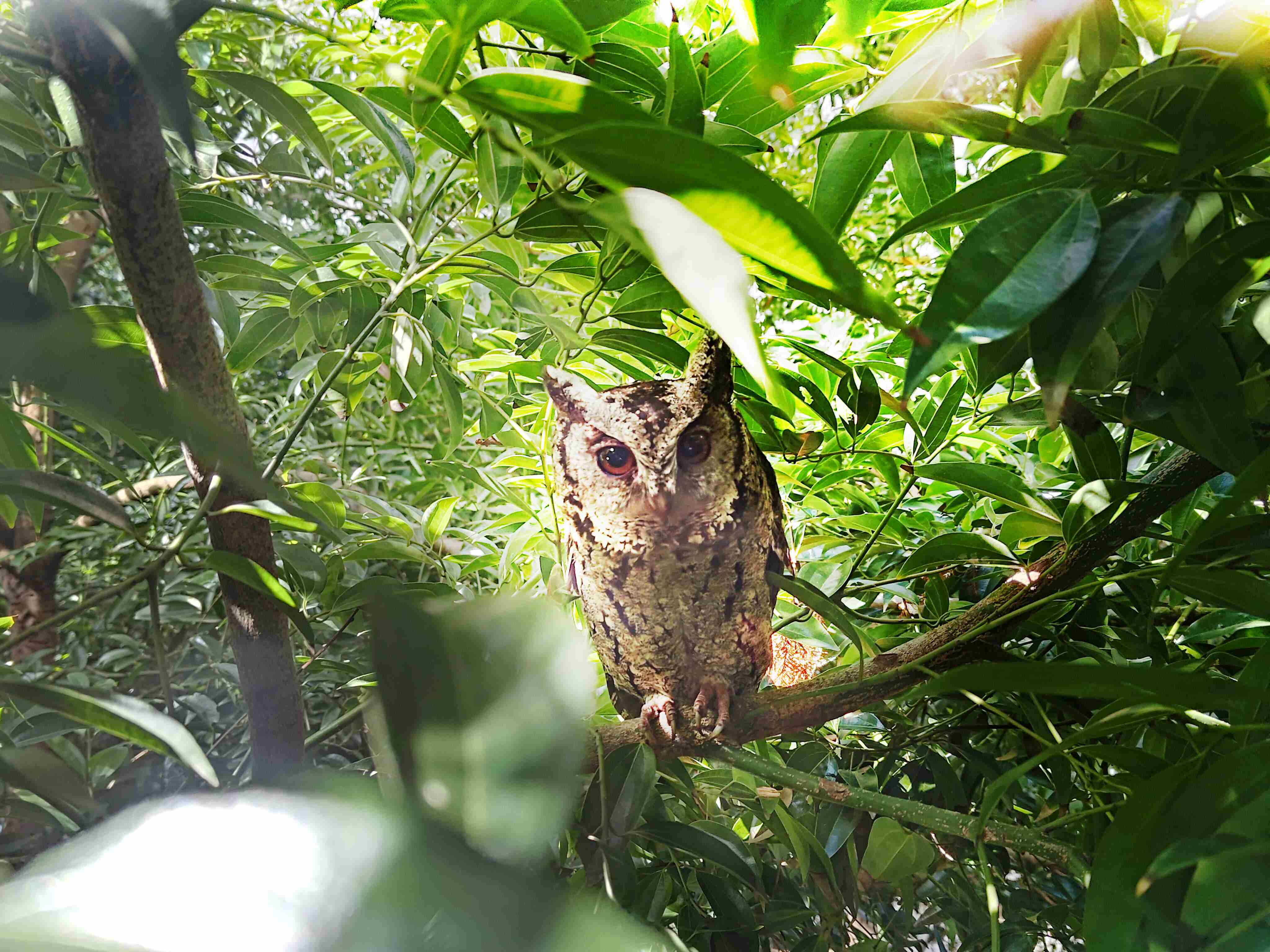 尊龙集团致力提倡净零绿生活，，，16年以来在全球各厂区植树逾百万棵，，，造就各厂区树木蔚然成林，，，犹如森林工厂，，，成为许多生物的栖息地